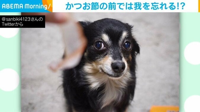 大好きな“かつお節”を目の前に豹変する犬 クールな表情→大興奮する姿に「すぐあげます」「かわいい」と話題 1枚目