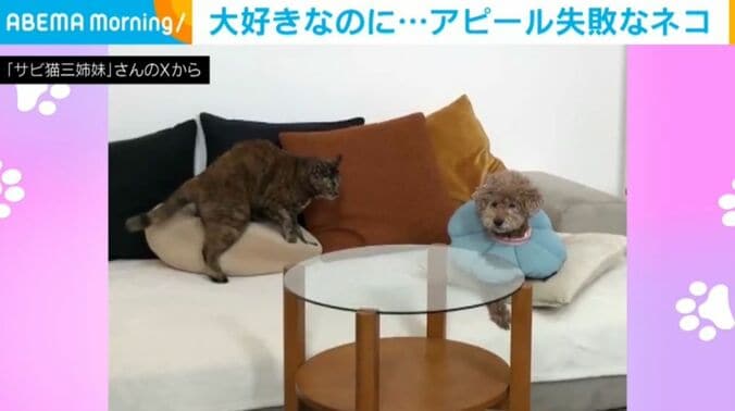 「サビ猫三姉妹」さんのXから