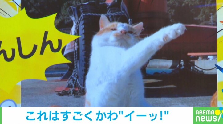 猫「違う自分にへんしーん」見事な“変身ポーズ”に「構えが上手」「素晴らしい」と称賛の声