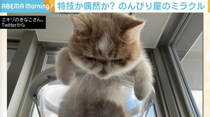 鼻にボールが直撃！のんびり屋の猫が見せたミラクルの瞬間 飼い主「高速シャッターで撮影」
