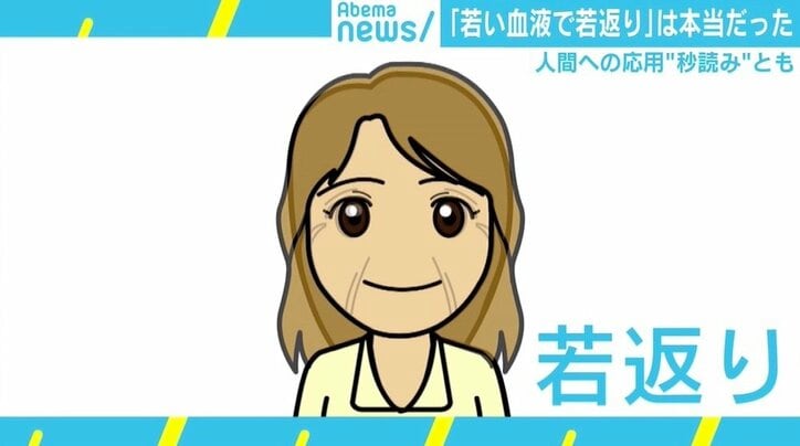 若い血液注入でマウスが“若返り” 人間への応用は「秒読み」とも