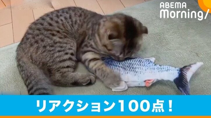 飼い主にu201cおはようu201dと返す猫 「自分がネコであることを知らないのか 