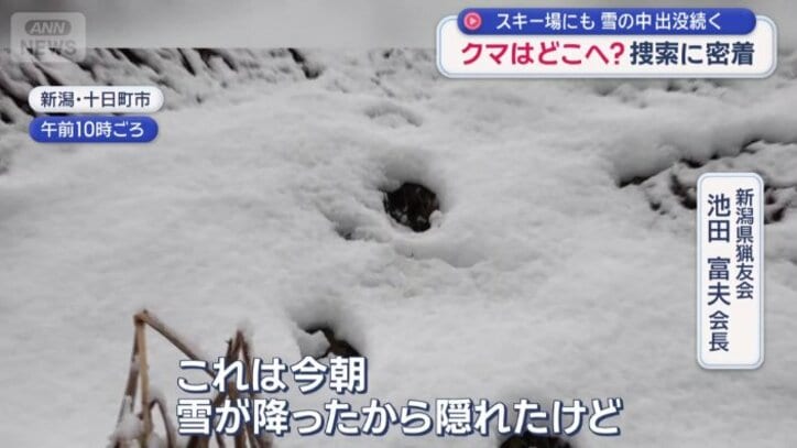 約80キロの成獣