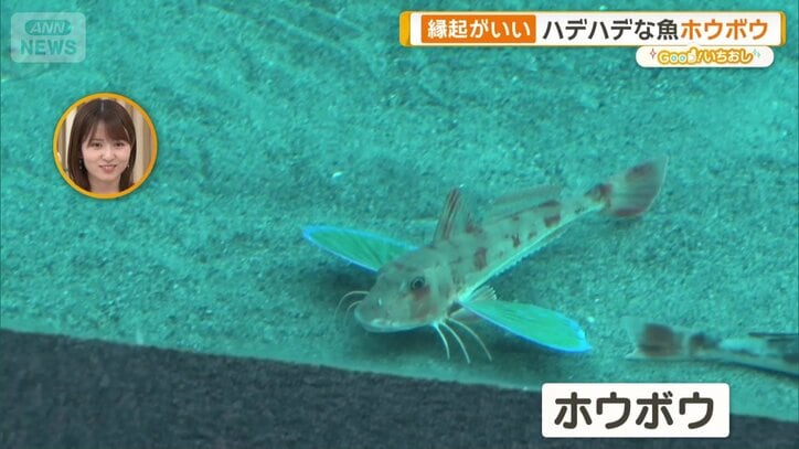 美しい胸びれを持つ