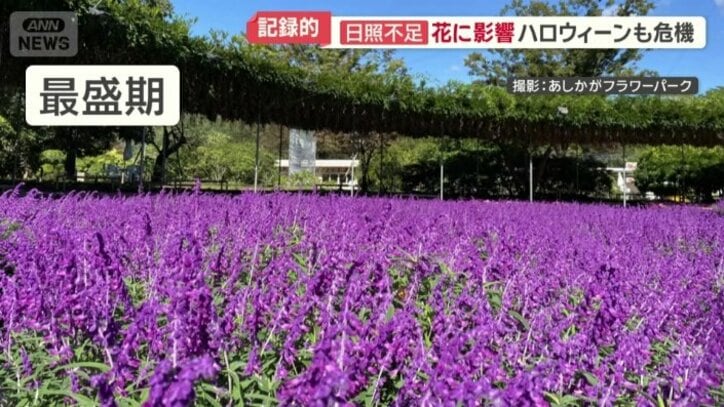 最盛期のアメジストセージ