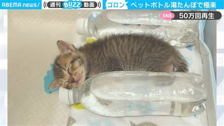 保護猫がペットボトルに寄り添って寝落ちのナゼ 「ペットボトルになりたい」「破壊力抜群」悶絶の声