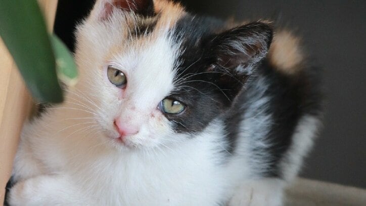 猫と旅、してみるニャ? 癒し系番組「旅猫ロマン」3作品が初放送