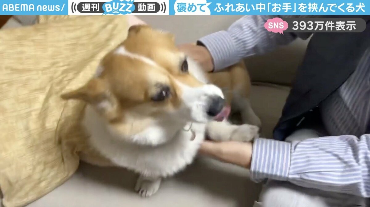 □姉御さま専用愛犬ミツバチコーギーちゃんストラップオーダー確認用