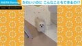 だるまさんが転んだ!飼い主が振り向く→“ピタッ”と止まる犬に注目