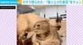 先輩にちょっかいを出したら…本気で怒られたネコに「前足チョンでごまかすの完璧w」「教育的指導ニャ〜ン」と反響