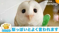 “梨の断面＝メンフクロウの顔”の比較画像が話題
