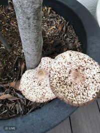 真矢ミキ『秋の訪れもベランダから』