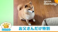 【映像】しっぽを振ってお父さんに駆け寄る豆柴