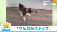 【映像】へっぴり腰で「やんのかステップ」を披露する子猫