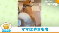 【映像】散歩から帰宅した柴犬の“ルンルンステップ”