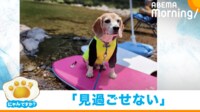 【映像】華麗な泳ぎでゴミを拾いに行くビーグル犬