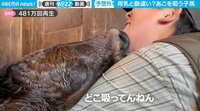 【映像】お乳とアゴを勘違いした子馬