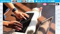猫の上にキーボードを置いてみると… “逆転の発想”でテレワークの悩みが解決 【ABEMA TIMES】