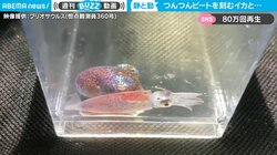 水槽の中で不思議なビートを刻むイカ 趣味で採集してみた結果に驚きの反響