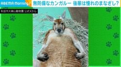 獣医が近づいても…“無防備”で動じないカンガルーに「猪木vsアリ戦のアントニオ猪木を彷彿とさせる」などの反響