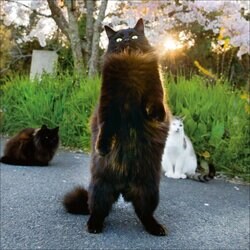 一風変わった“いい顔”の猫たち 『必死すぎるネコカレンダー』が今年も発売