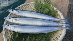 不漁続きのサンマ　政府、国際委員会に10％削減を提案　配分ルール合意は不透明