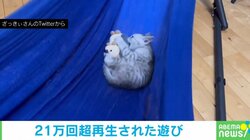 子猫のおもちゃ遊びが“永久機関”に!? 飼い主の思惑通り遊び続ける姿に「賢い」「手が離せないときにいい」絶賛の声