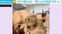 先輩にちょっかいを出したら…本気で怒られたネコに「前足チョンでごまかすの完璧w」「教育的指導ニャ〜ン」と反響