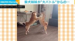 柴犬姉妹が“大バトル”→急に“静まり返る”様子に「なんで突然終わるのw」「引き際…潔い！」と驚きの声