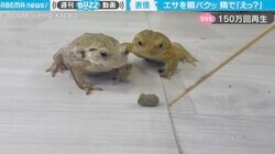 あまりの食欲に思わず「え？」 隣のカエルの顔をガン見するカエルの表情がジワる