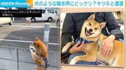 「メンツ丸潰れだワン…」キツネの予想外の“鳴き声”に思わず顔をそらした柴犬 「コンかと思ったら」「犬の仲間です」と反響