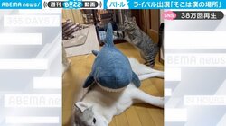 ライバルに特等席奪われ“猫パンチ”で撃退「ヤキモチハンパない笑」 ハスキー犬が大好きな猫に「愛されてる」反響続々
