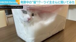 透明なケースにパンパンに詰まった猫 「発酵させています」写真に癒やされる人続出