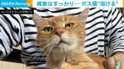 威厳はどこに… マッサージで“溶ける”ボス猫の姿に反響「気持ちよさそう」「白目むいとるで」