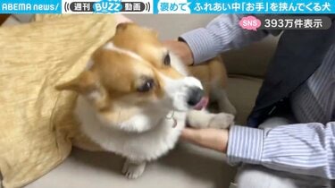 テンションマックスで「お手」を挟んでくる、“かまってちゃん”コーギー