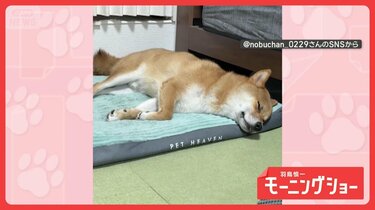 お昼寝中も楽しい！」 寝ながらくすくす…笑いが止まらない 夢を見る