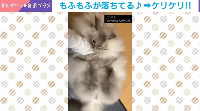 サイベリアンの「いれぶん」くん