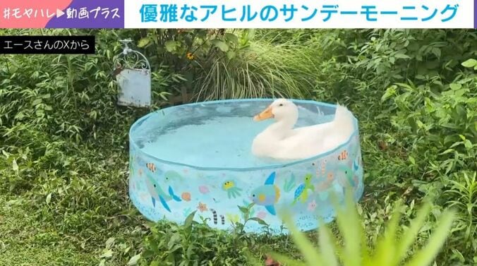 アヒルのヨバンちゃん（6歳）