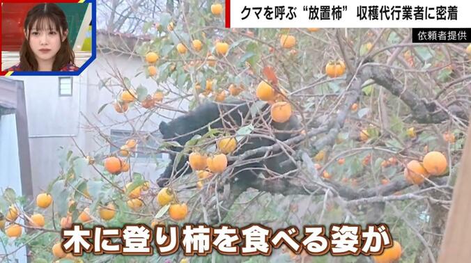 木に登り登り柿を食べるクマ