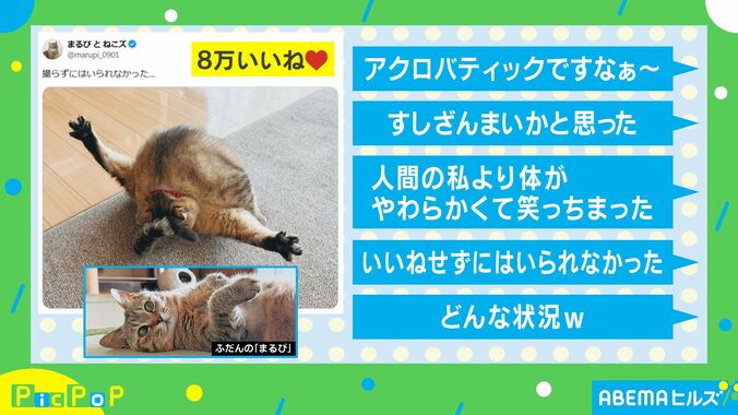 猫のまるちゃん