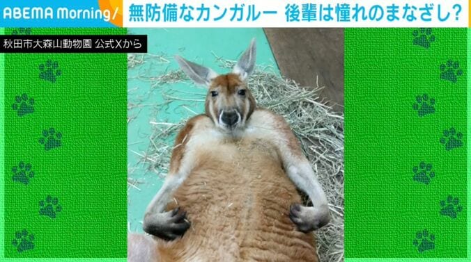 カンガルーのミオくん