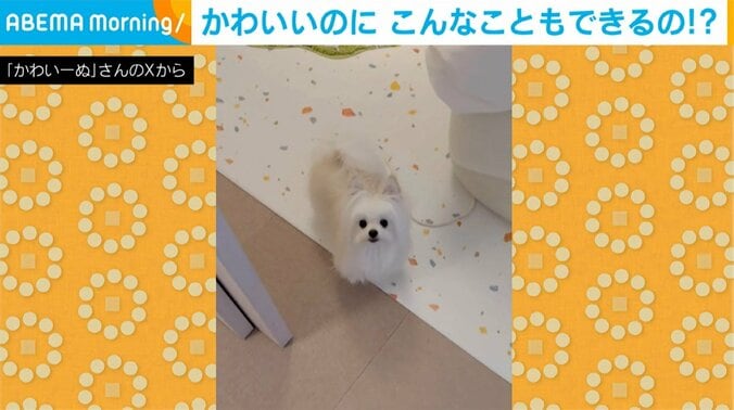 ポメプーの女の子「かわいーぬ」ちゃん（3歳）