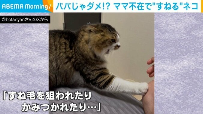 パパのすね毛を狙うほたてくん