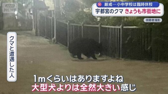 「大型犬よりは全然大きい感じ」
