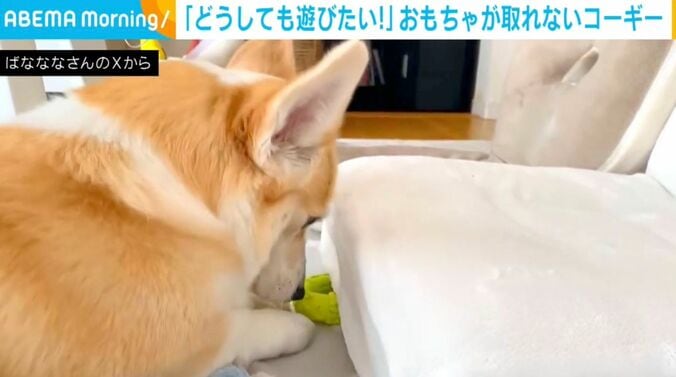 コーギーのあんずちゃん