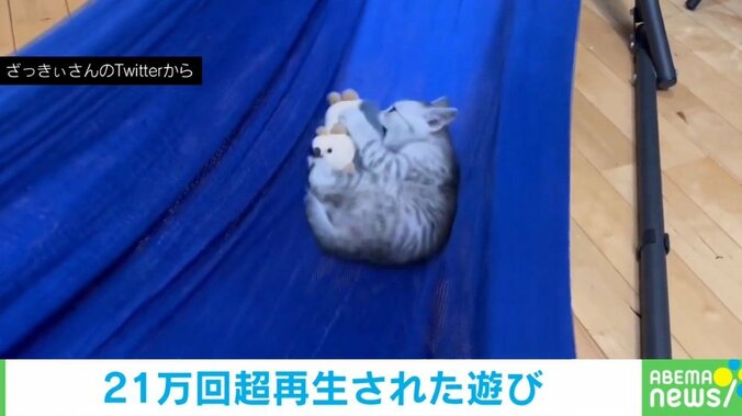 子猫のおもちゃ遊びが“永久機関”に!? 飼い主の思惑通り遊び続ける姿に「賢い」「手が離せないときにいい」絶賛の声 1枚目