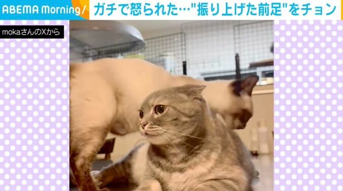 ハナ子ちゃんとポンズちゃん