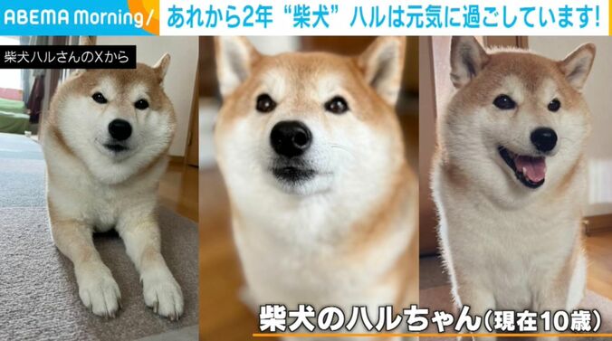 柴犬のハルちゃん