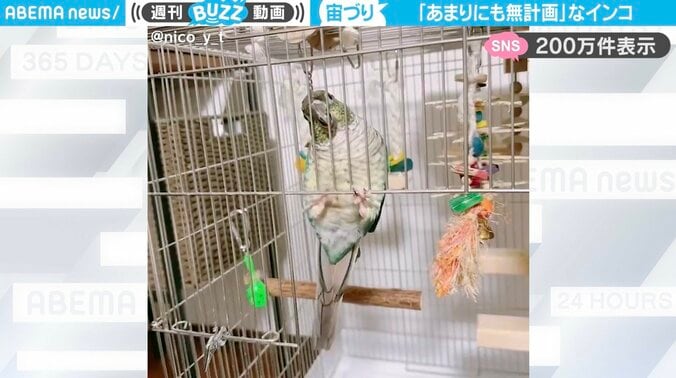 ウロコインコの「ベルヴェールちゃん」