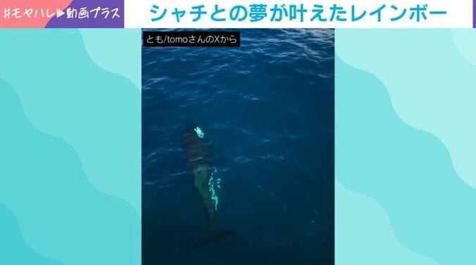 シャチ